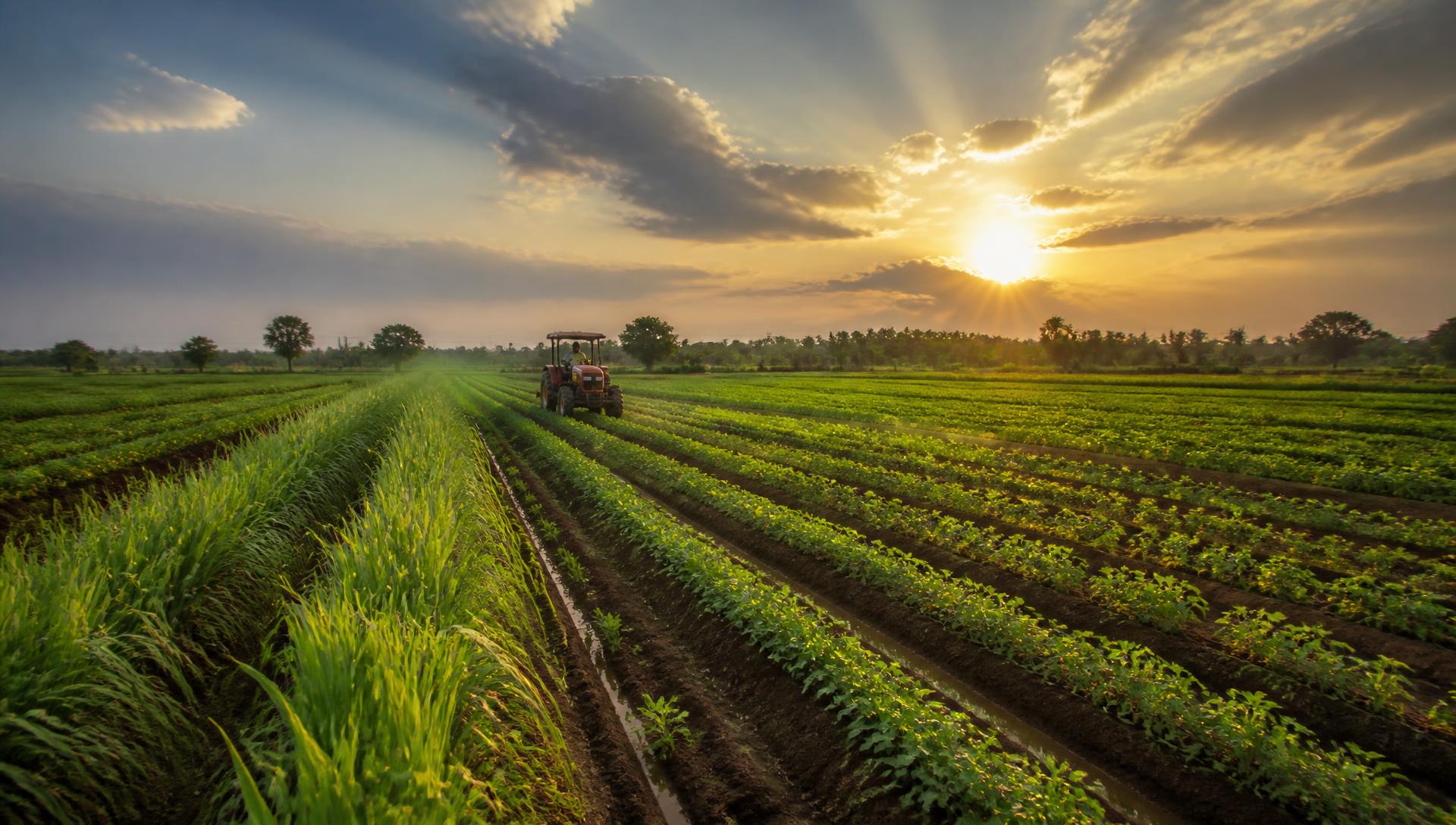 Tractor working a green crop field at sunrise